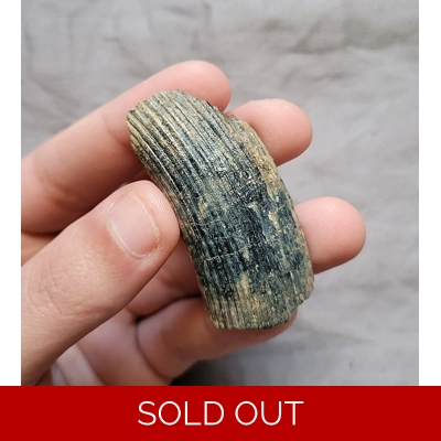 Rare Unique Color Giant Beaver Huge Mammal Tooth Fossil Ice Age Of Florida Rare Unique Color Giant Beaver Huge Mammal Tooth Fossil Ice Age Of Florida